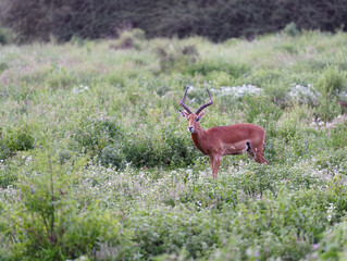 Gazelle Amboseli National Park Kenya East Africa