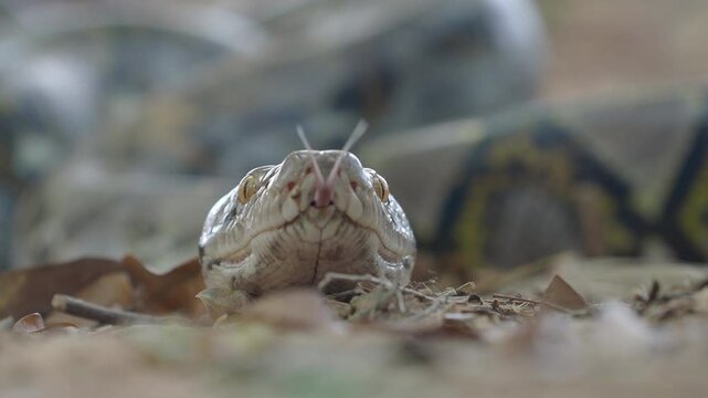 Python crawling on the ground in the forest