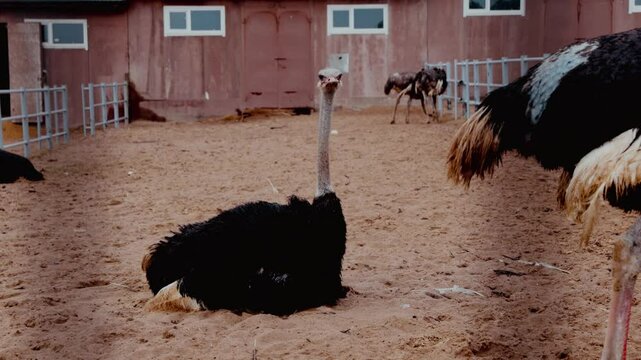 Long-necked ostriches in the zoo or on the farm