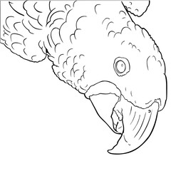 hyacinth macaw vetor 3