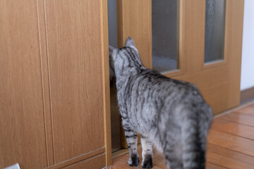 ドアの隙間から覗き込む猫の後ろ姿　サバトラ猫	