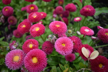 red and yellow flowers