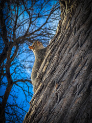 Obraz premium squirrel on a tree