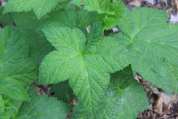 Jasper Alberta Mountains and Scenery