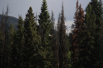 Jasper Alberta Mountains and Scenery