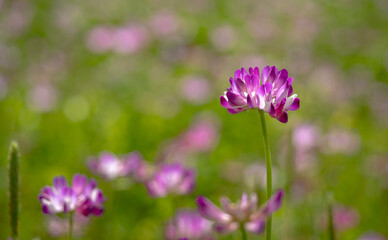 Obraz premium 春の田んぼの蓮華の花