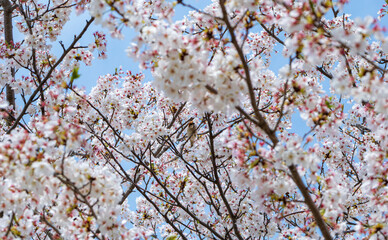春爛漫の桜の花