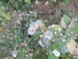 flower in the garden