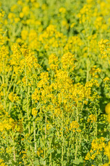 東京　浜離宮恩賜庭園