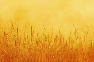 golden wheat field at sunset