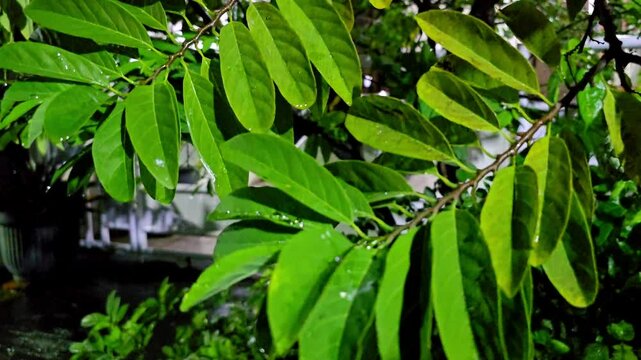 Fresh green leaves of the srikaya tree (Annona squamosa) with water droplets, illuminated by natural light in a tropical garden
