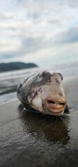 Pufferfish washed ashore near Paquera, Costa Rica