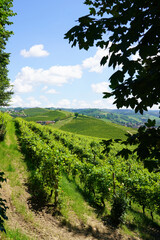 &lrm;⁨Castello Grinzane Cavour⁩, ⁨Grinzane Cavour⁩, ⁨Piedmont⁩, ⁨Italy⁩ Vineyards