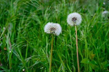 Dandelions standing tall among green grass in sunlight