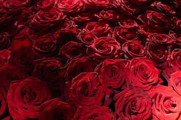 Vibrant red roses arranged beautifully in a lush display