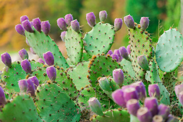 Opuntia engelmannii.Prickly pear green leaves and purple fruits close-up.Cactus family.Close-Up of Purple Cactus Fruits.Green Succulent Plant Texture.Opuntia plant background.Prickly Pear Cactus Fruit