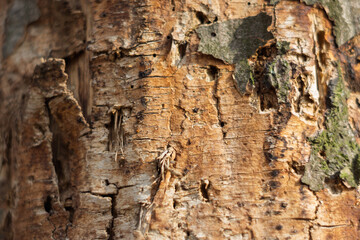 Detailed view of textured tree bark revealing nature's patterns