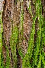 Texture of a tree trunk covered in vibrant green moss