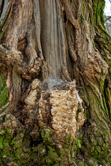 Unique tree trunk with unusual growths and textures in nature