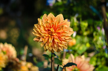 Dahlia flower in warm orange hues blooming outdoors