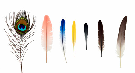 Obraz premium seven vibrant bird feathers showcasing diverse colors and textures