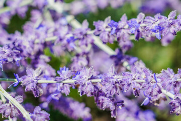 Fototapeta premium Lavender - Italian