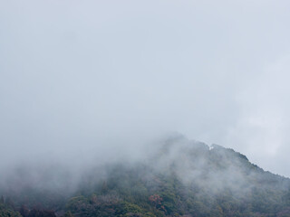 Obraz premium 霧に覆われた山の木々29