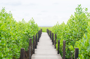 Wooden walkway through lush mangrove greenery