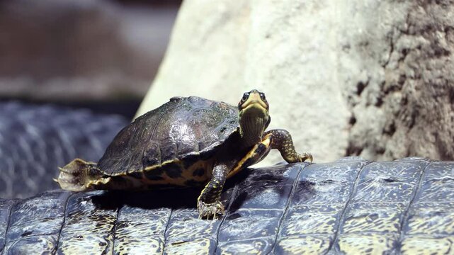 The Indian roofed turtle - Pangshura tecta, resting on The gharial (Gavialis gangeticus)