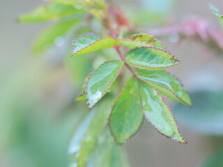 雨上がり野草に雫が滴る17