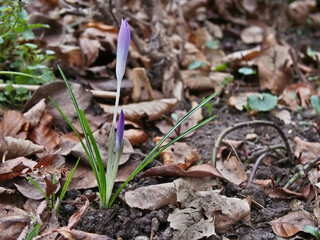 Two violet crocuses (crocus vernus) sprouting out of a bulb among dry fallen leaves. Concept: spring, new beginnings, fresh start, seasons, awakening, signs of spring, spring bloomers
