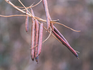 冬のトウコマツナギの実1