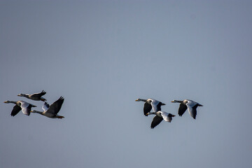 Bar-Headed Geese in Flight at Little Rann of Kutch