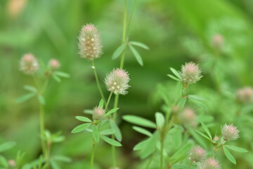 ふわふわのトリフォリウム　バニーズ