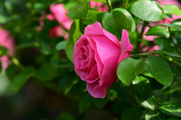 庭のピンクのバラ　アンジェラ