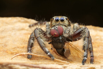 jumping spider