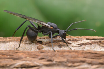 spiny black ant
