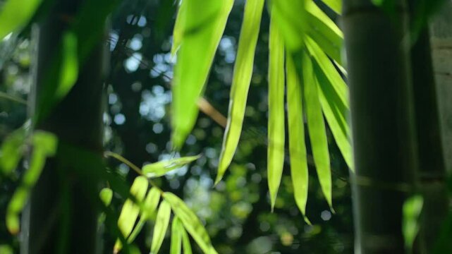  Bamboo Leaves 02.