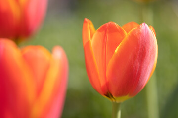 tulip