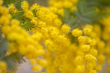cootamundra wattle, acacia