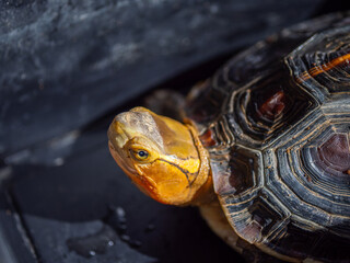 Obraz premium 日光浴するセマルハコガメ