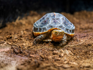 歩くセマルハコガメ