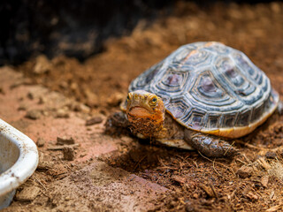 歩くセマルハコガメ