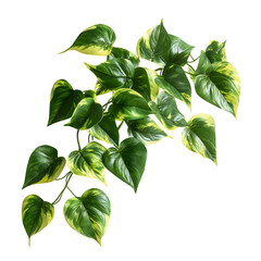 Golden Pothos Vine with Variegated Green and Yellow Leaves on Black Background. A highly detailed and photorealistic golden pothos (Epipremnum aureum) vine featuring vibrant green and yellow variegate