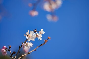 青空に映える十月桜