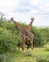 Giraffes Kenya East Africa Safari Amboseli National Park