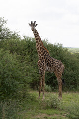 Giraffes Kenya East Africa Safari Amboseli National Park