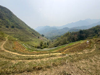 rice field in saps vietnam