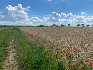 field with poppies on a summer day blue sky with few clouds in Luxembourg, Europe - concept rural, agriculture, summer, meadow