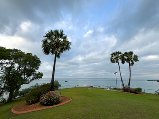 palm trees in the park and sea in the back in darwin, Australia